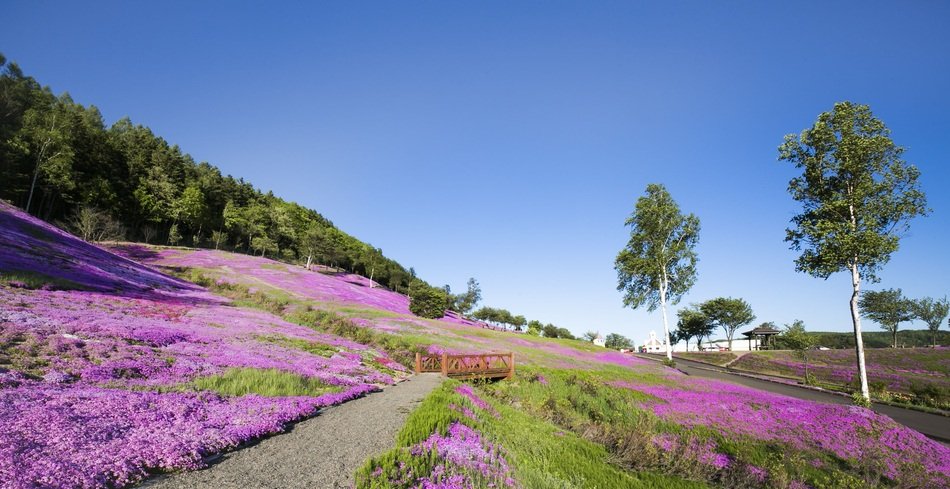 purple flowers in Japanese garden