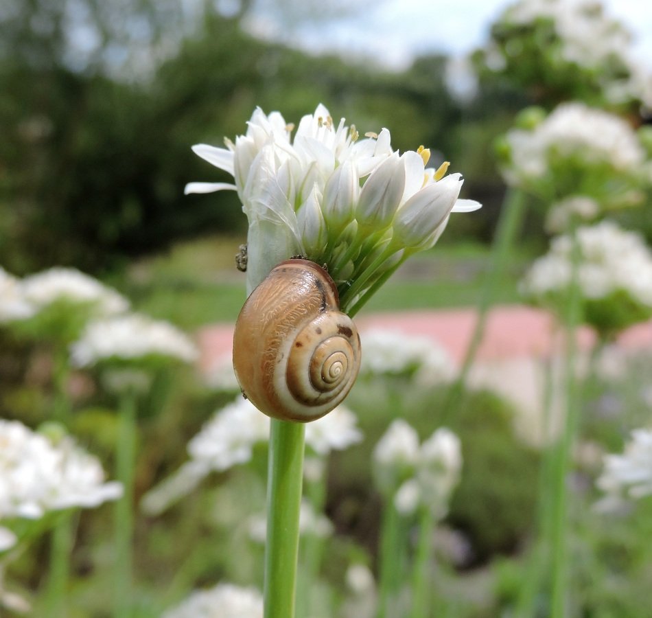 snail on white Blossom flower macro