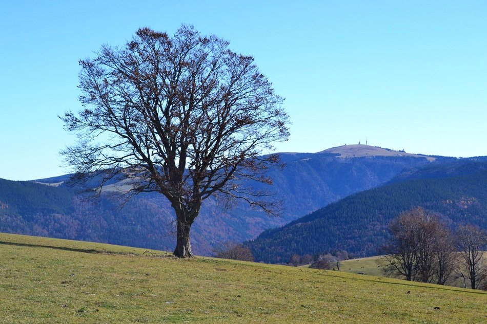 landscape of tree on the mountain field