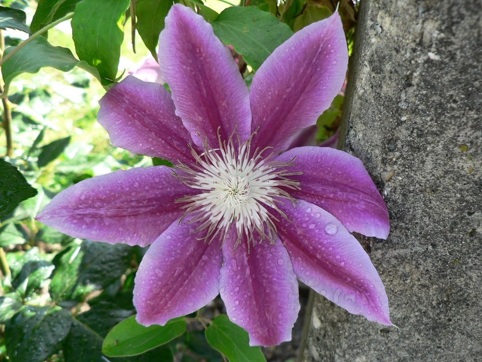 purple flower on the tree