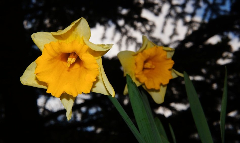 narcissus blossoms in the evening