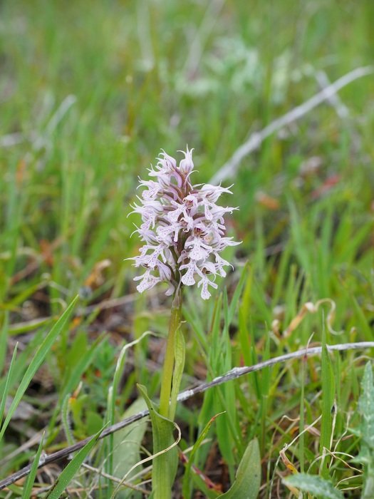 spotted neotinea flower