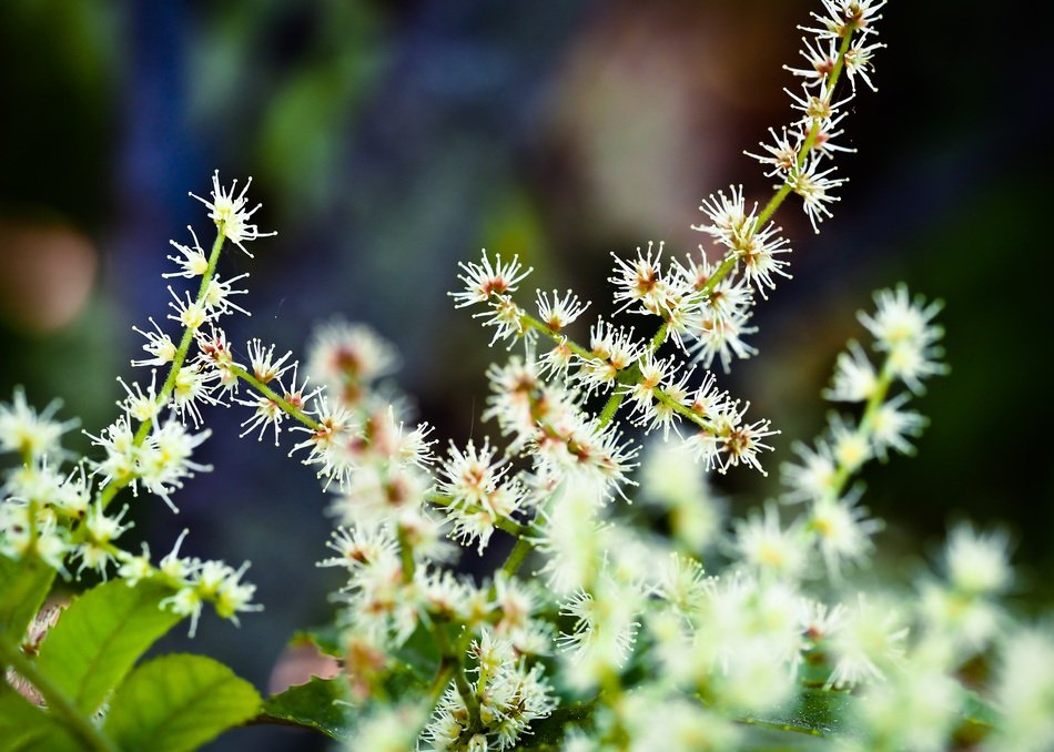 Makamaka Flower