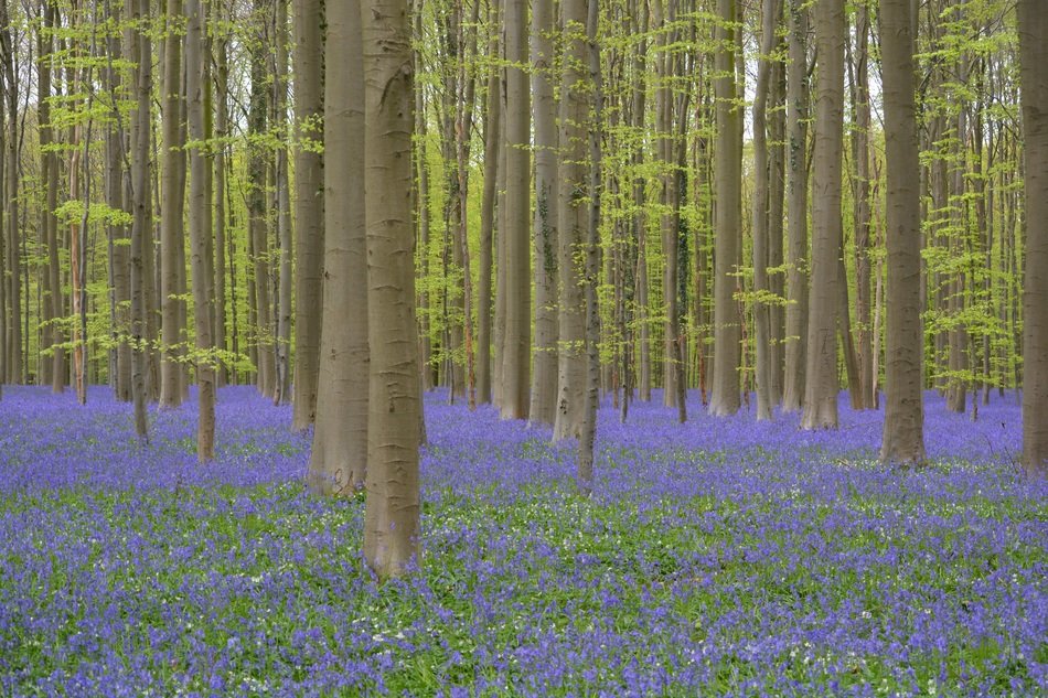 bright bloom of wild bells in the forest