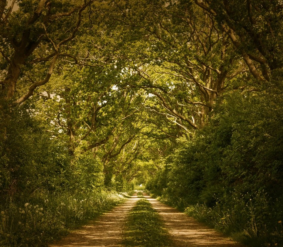 İllustration of the Forest Path