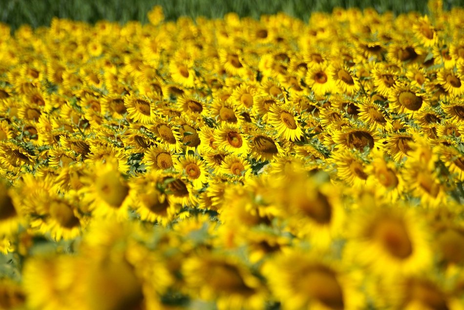 colorful field of sunflowers in tuscany