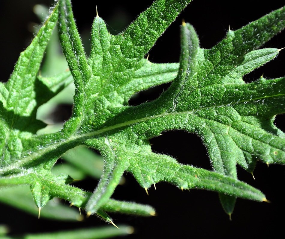 green leaves on a dark background