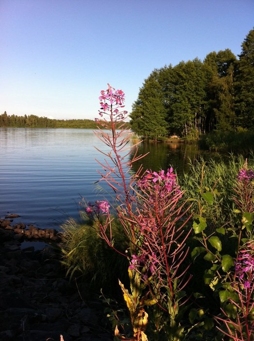bright flowers near the lake