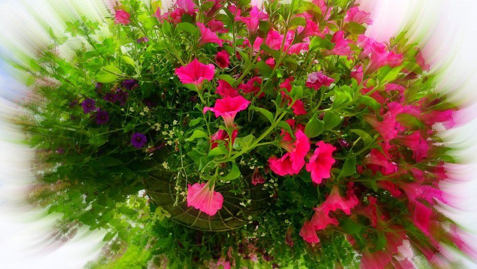 round bouquet of pink and blue flowers