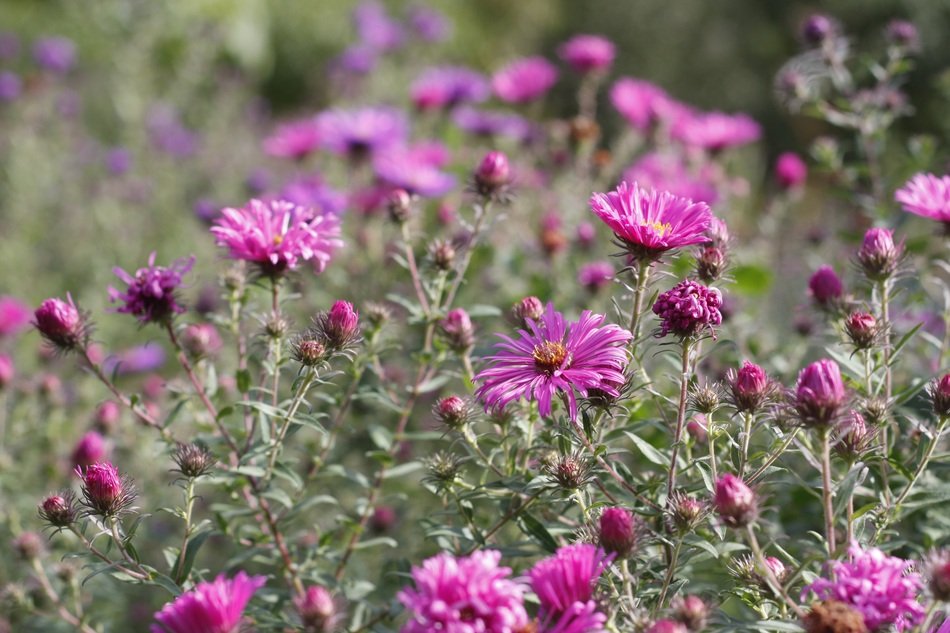 A lot of the beautiful blooming pink flowers