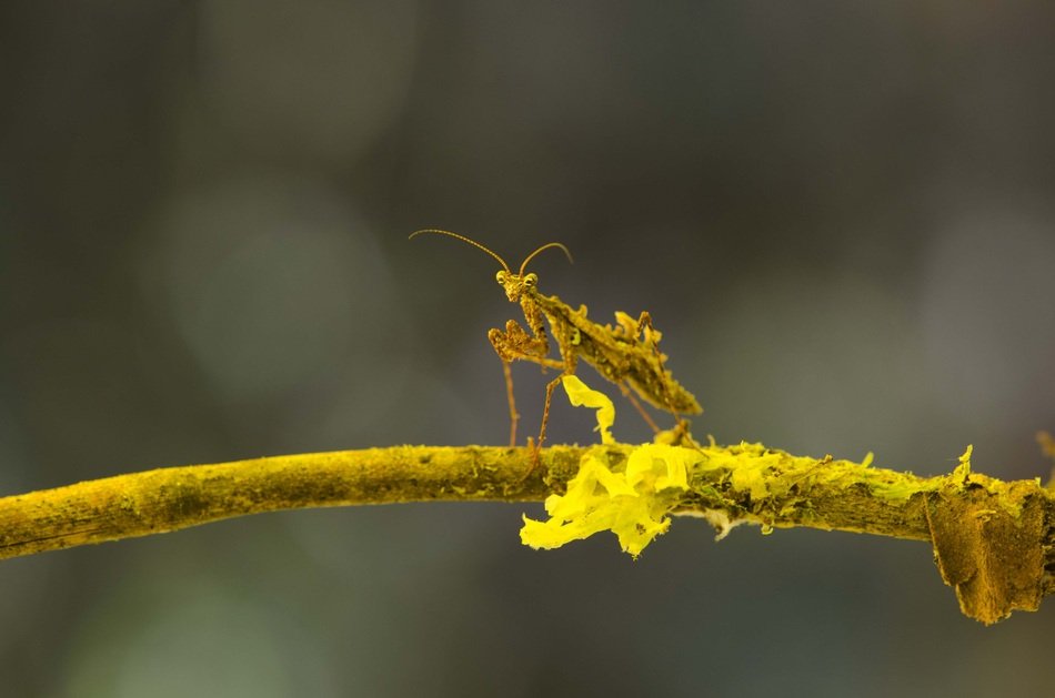 Mantodea or Mantis