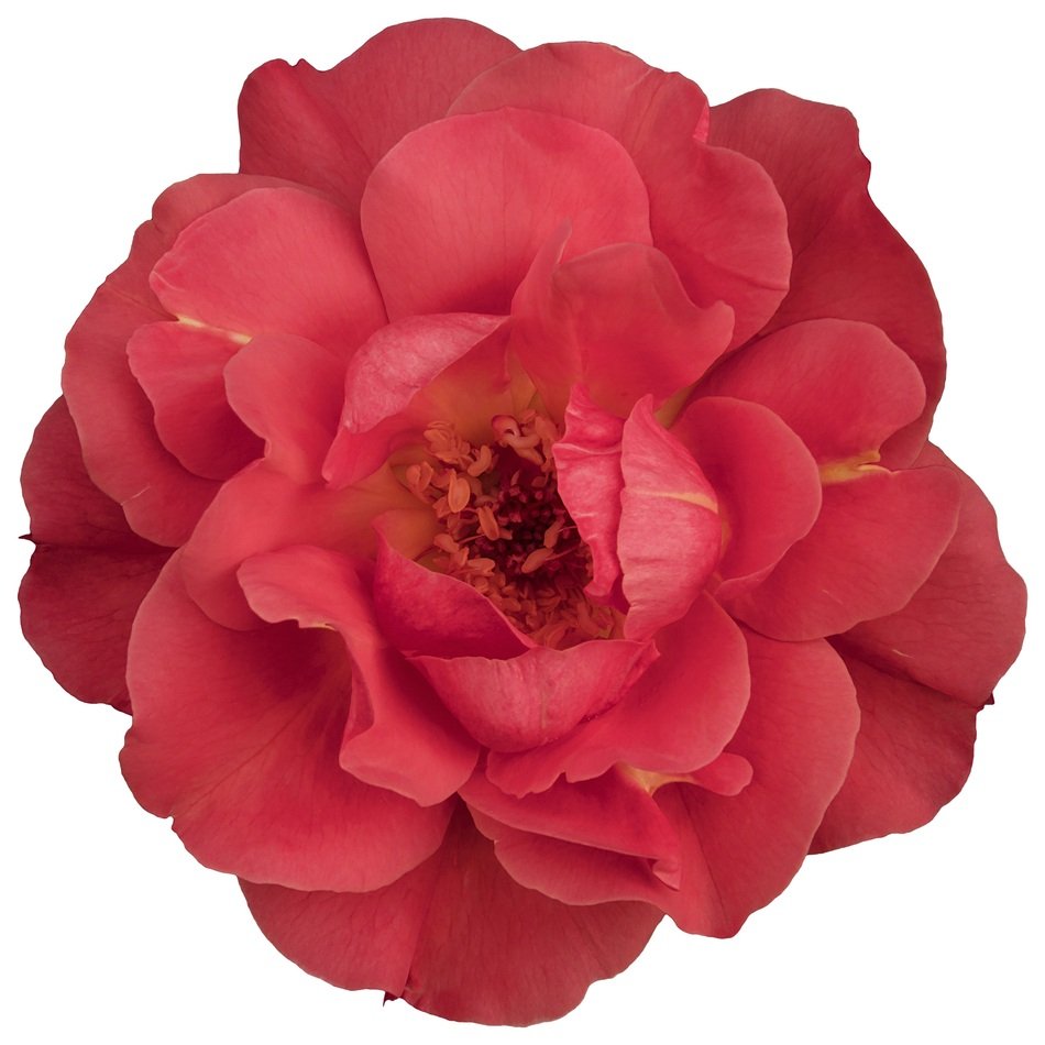 flower on the white background