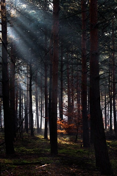 rays of light among the trees in the forest
