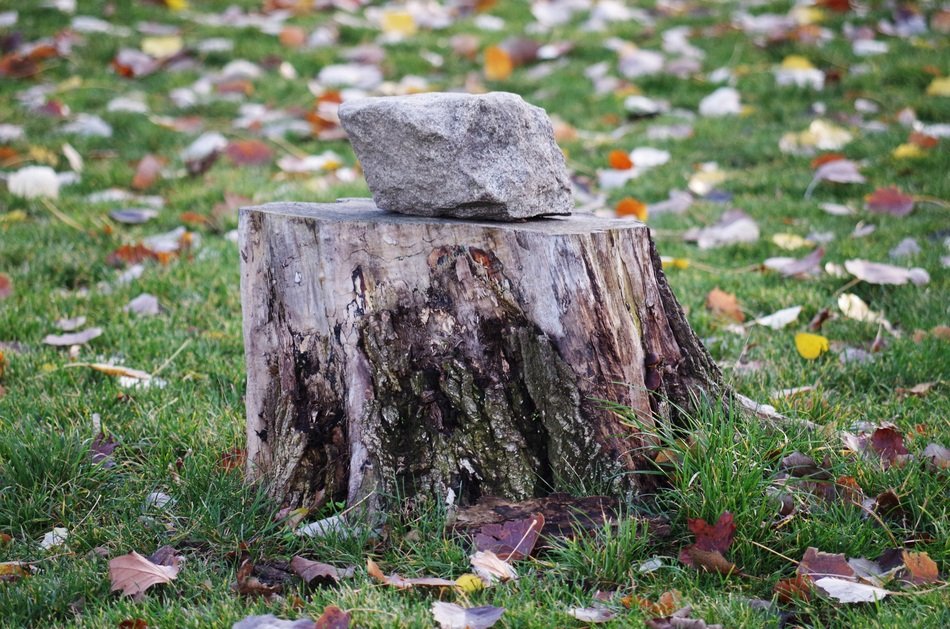 fascinating Stump