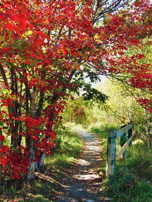path in the park among colorful trees