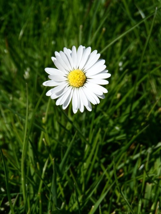 white daisy in grass close up