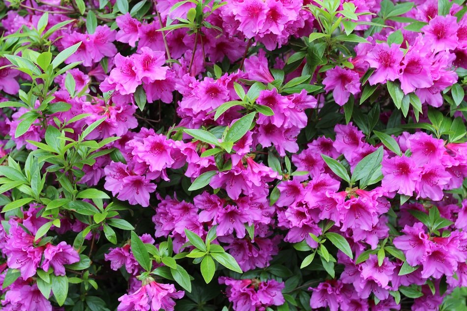 Landscape of the Azalea Flowers