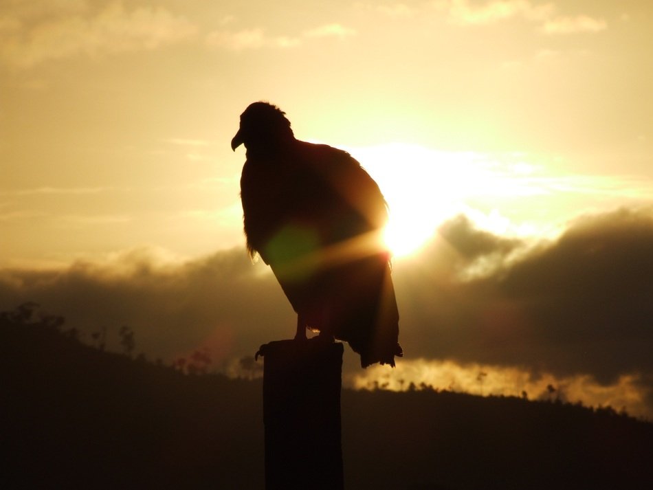 Vulture and sunrise