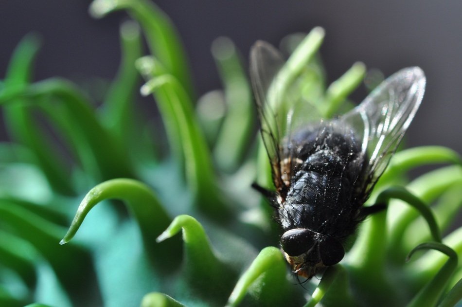 Close-up of the fly on a cucumber plant