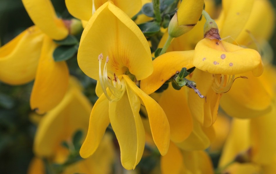 bloom yellow genista close-up on blurred background