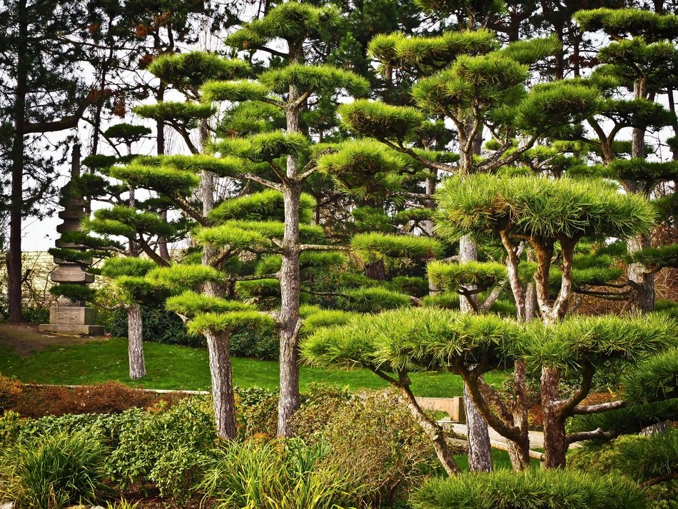 Japanese yews