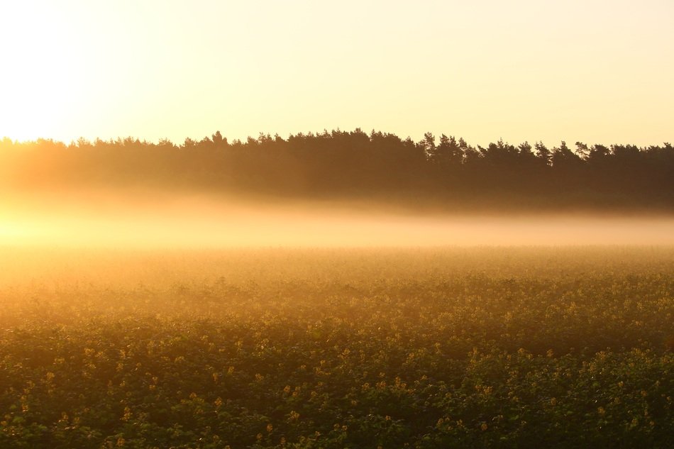 Meadow at the sunrise light
