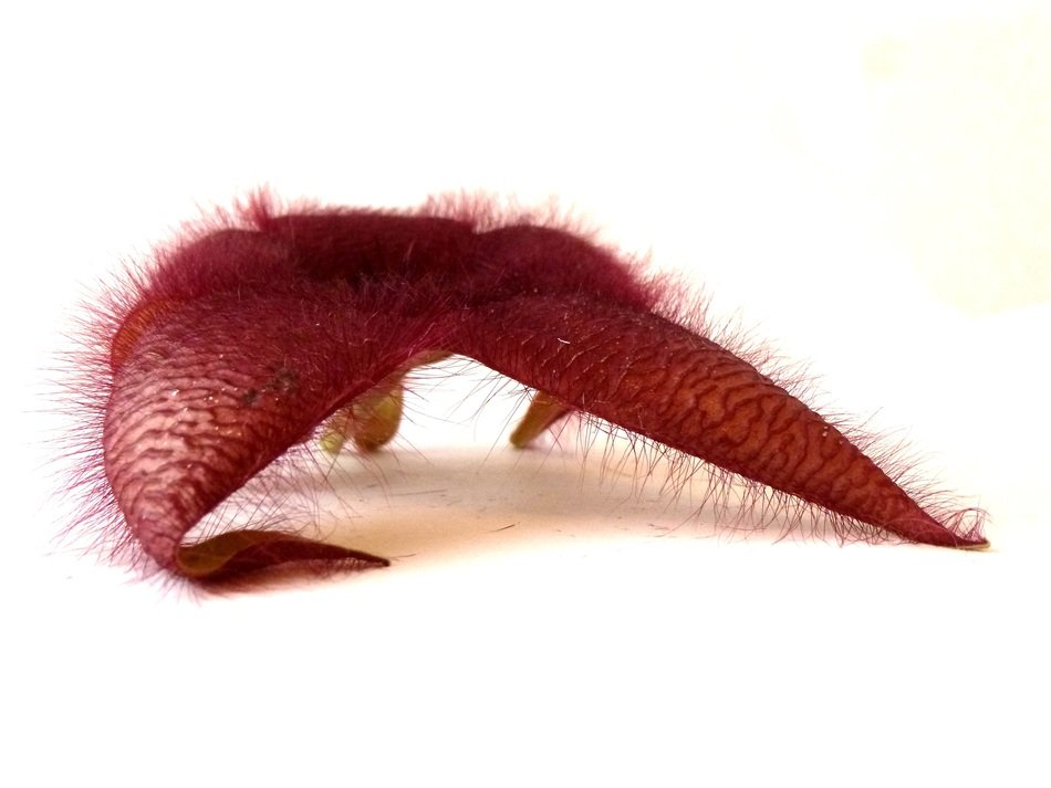 red fluffy stapelia