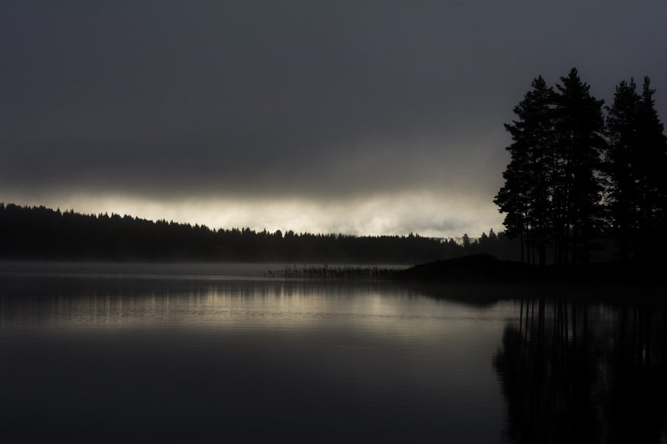 Air Trees, Sweden free image download