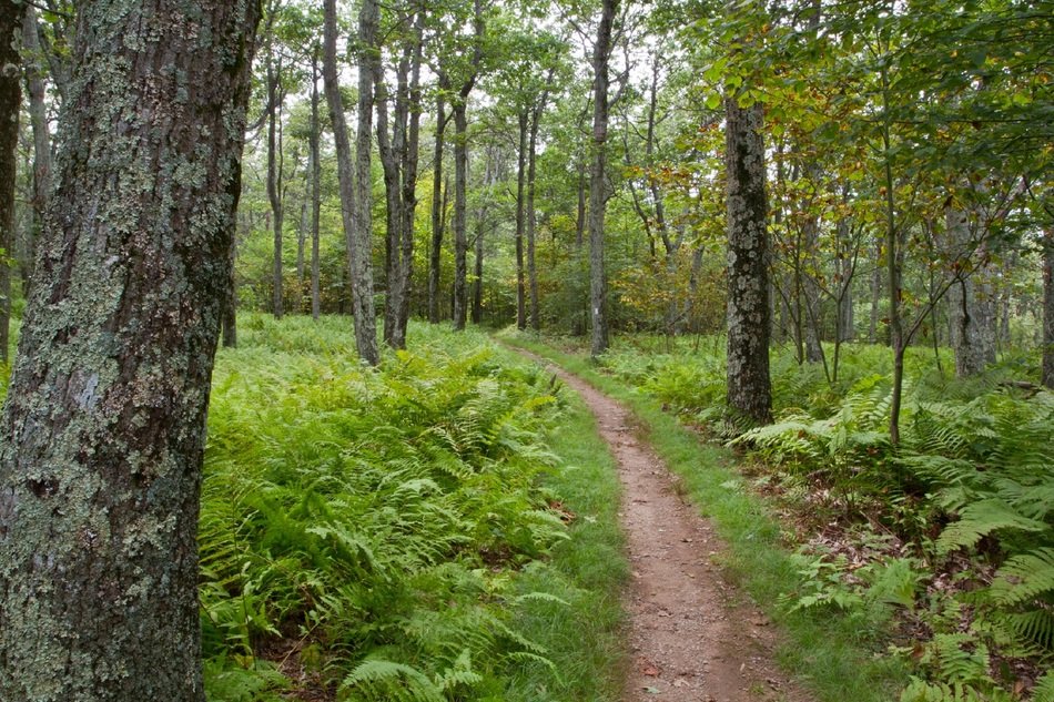 Path in a forest in the national park
