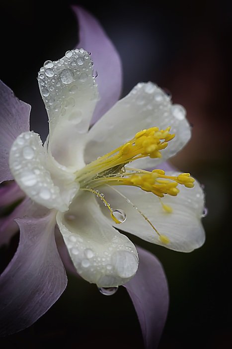 center of Columbine flower with Raindrops, macro