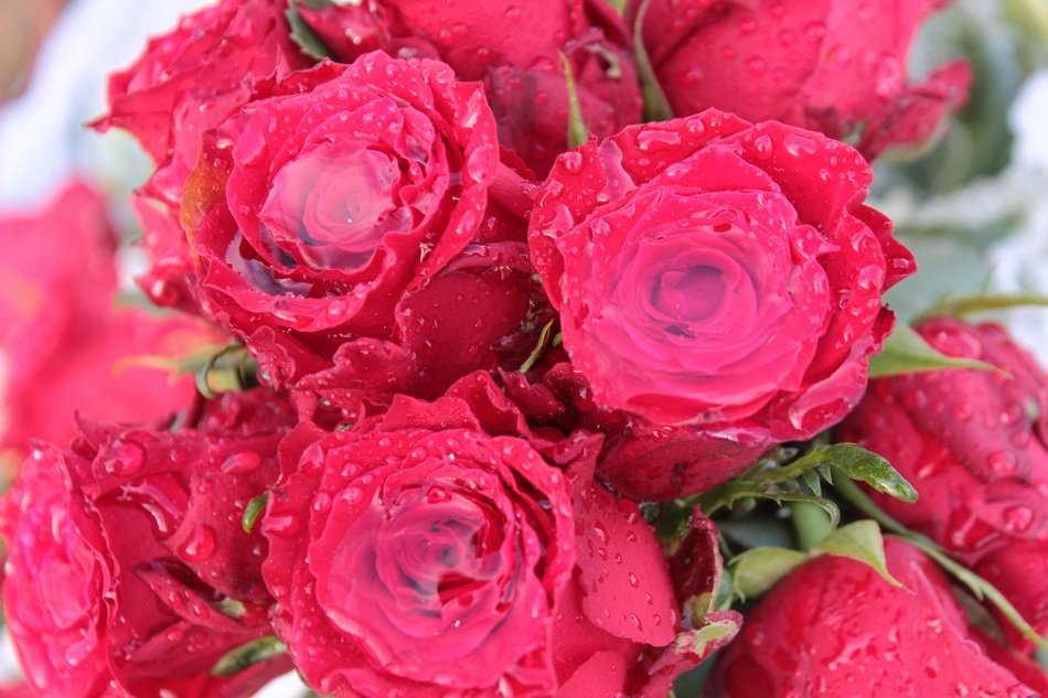 bouquet of red roses in rainwater