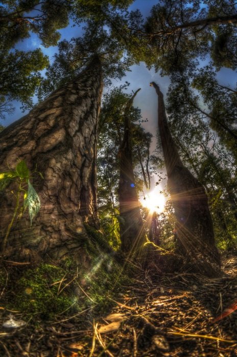 sun through the trees in the park