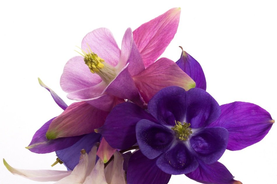 pink and purple columbines