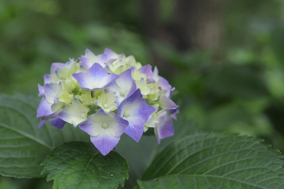 pale blue bloom of the viburnum