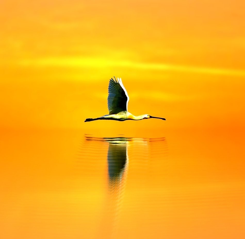 heron flies over the water against the orange sky