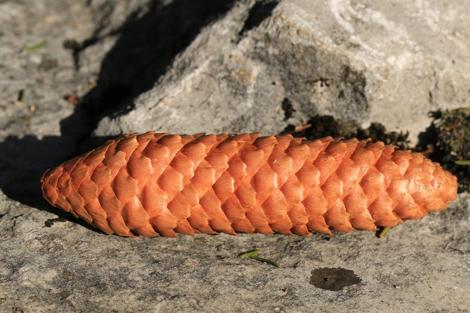Tap Pine Cones Stone Nature