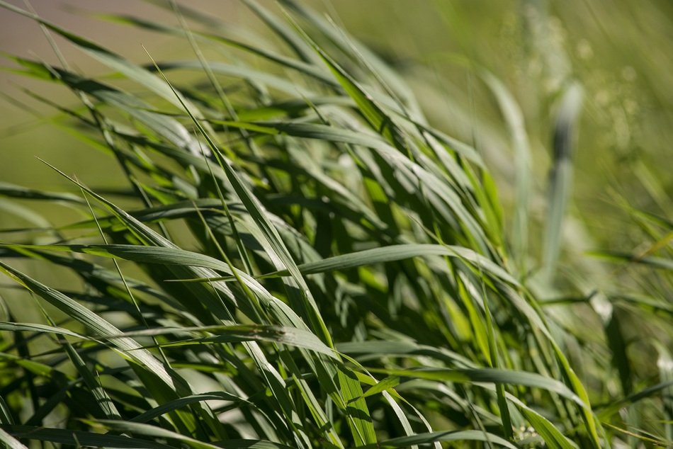 Close-up of the beautiful, bright grass in summer
