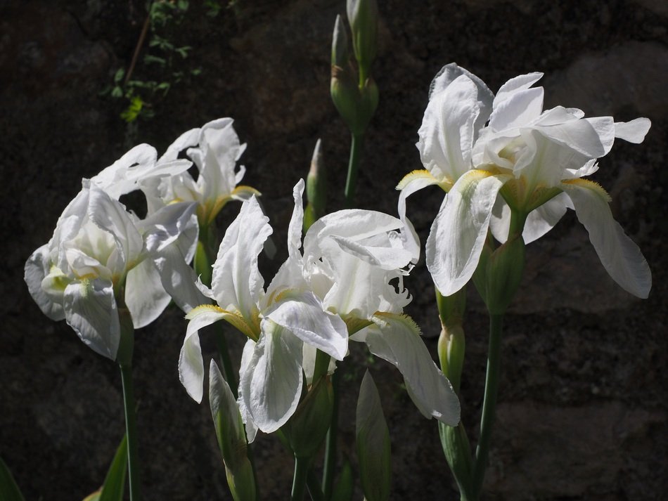 white iris blossoms