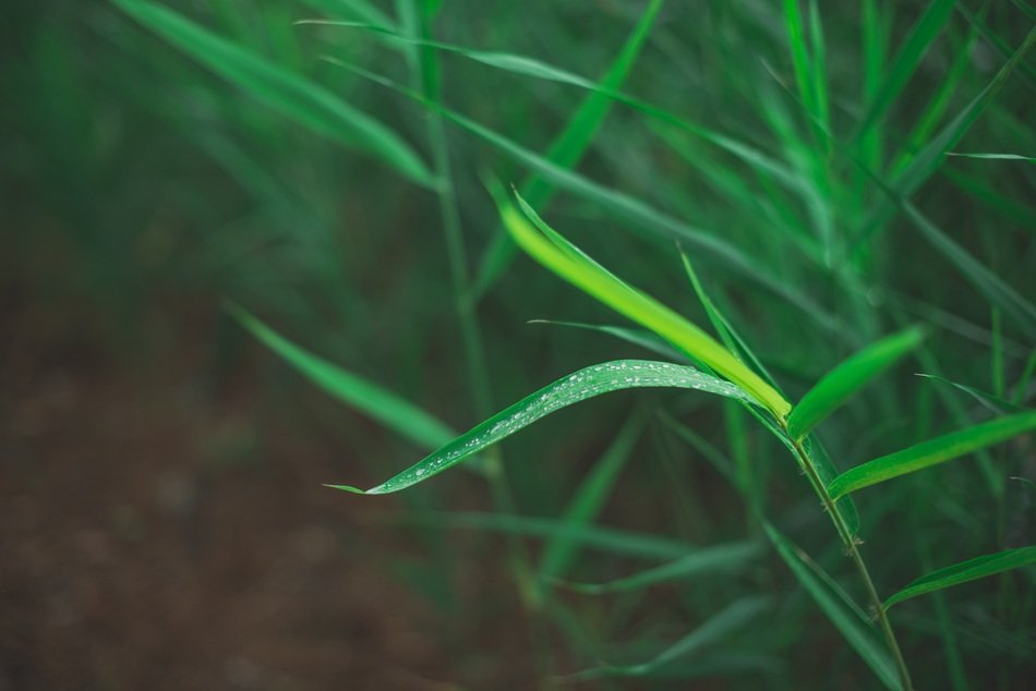 green grass grows on the ground