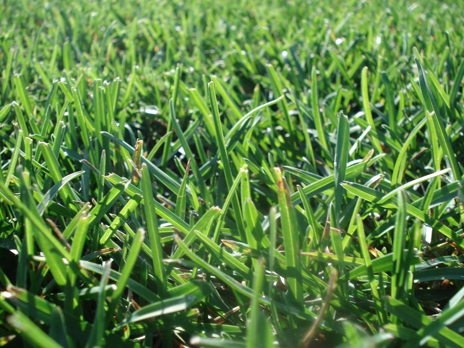 picturesque Green Grass