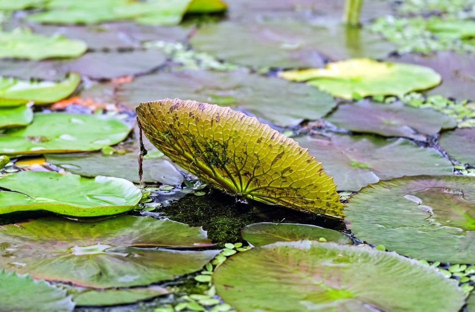 tricolor lily leaves in a pond