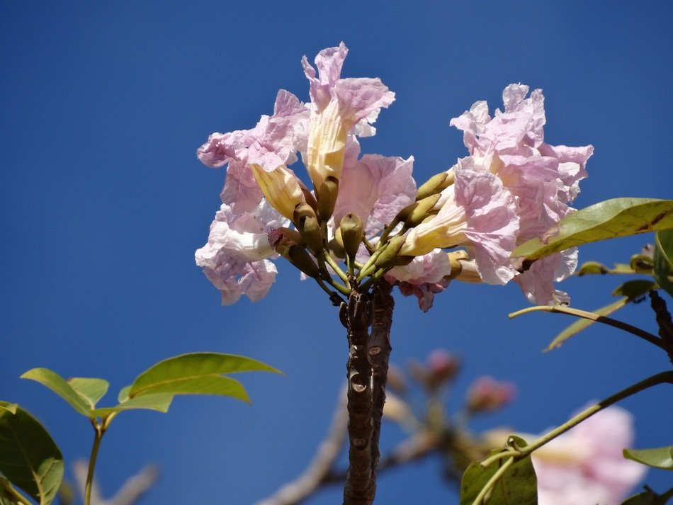 ipê rosa or Handroanthus heptaphyllus