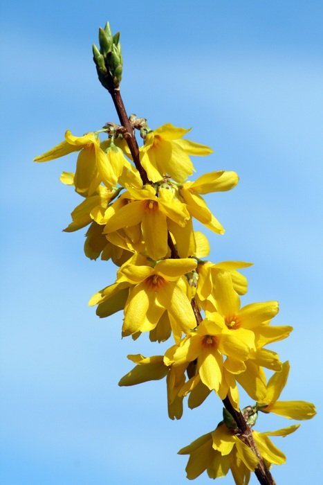 Flower Yellow Bush Yellow Flower