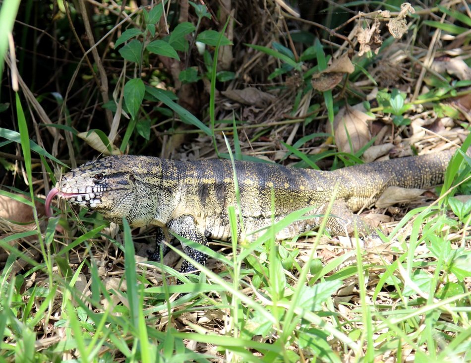 Gold Tegu Lizard