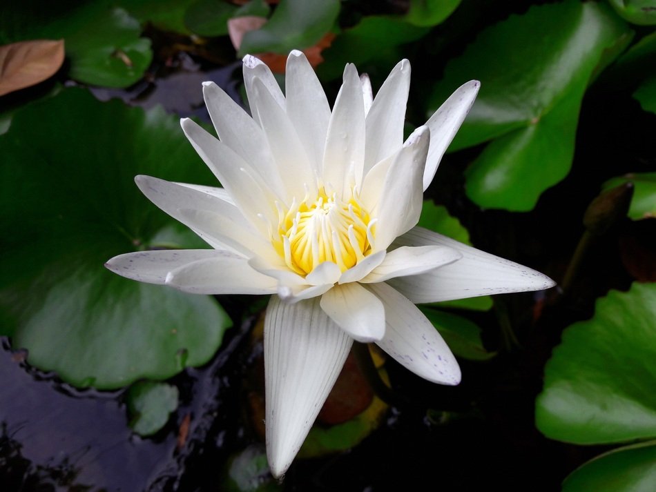 white lotus on the water among the leaves