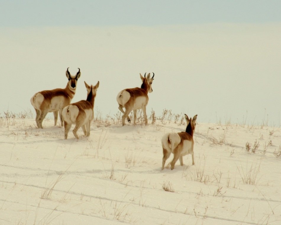antilocapra americana among the snow in a national park