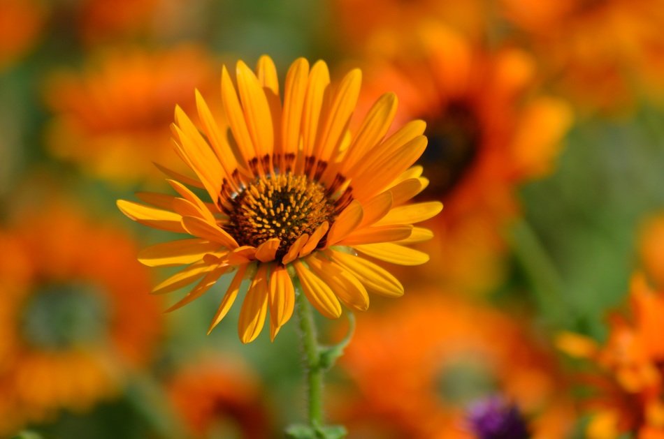 orange marguerite in summer on a blurred background