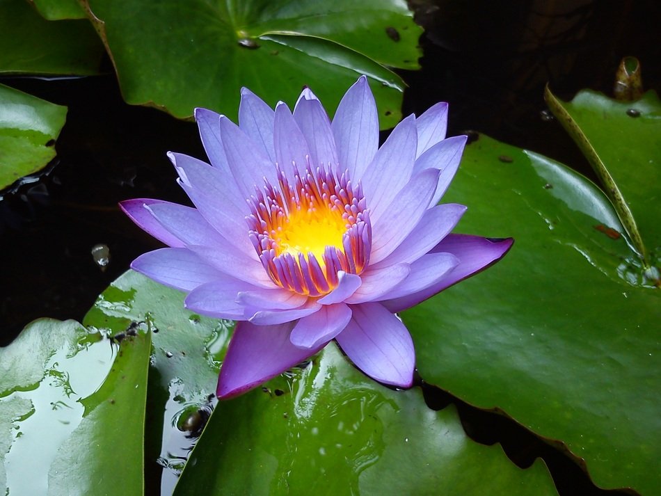 Water Lilies Flower Water Lily