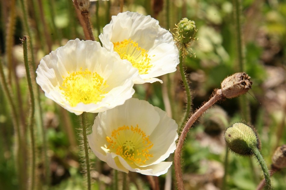 three white poppies in sunshine