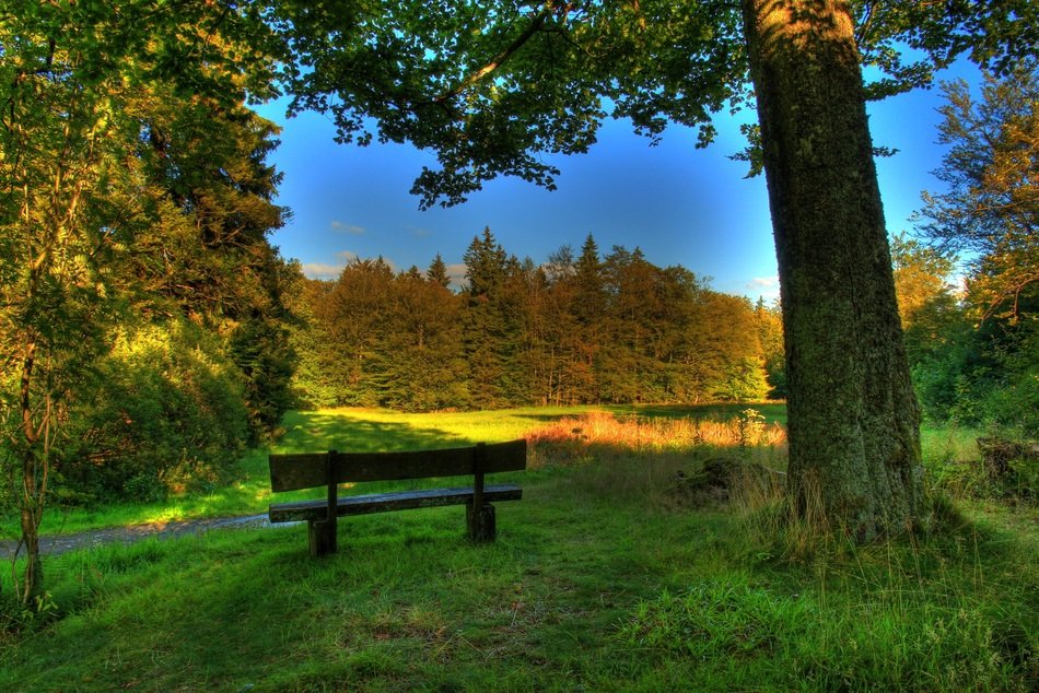 bench under the tree,romantic landscape